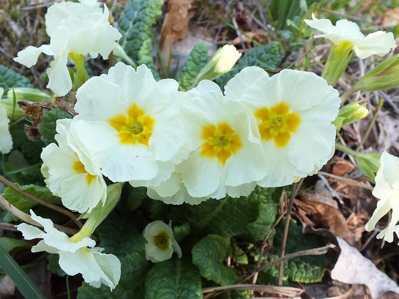 White Primrose Flowers — Natural