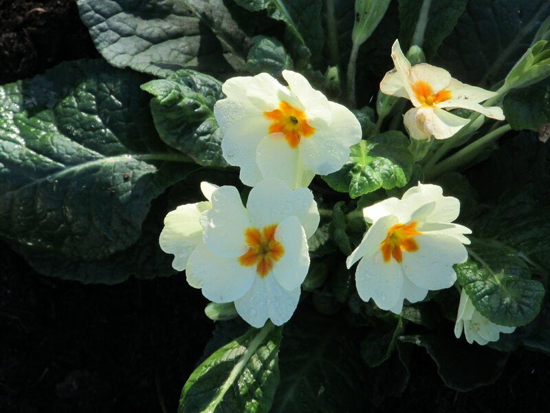 White Primrose Flowers — Serene, Morning