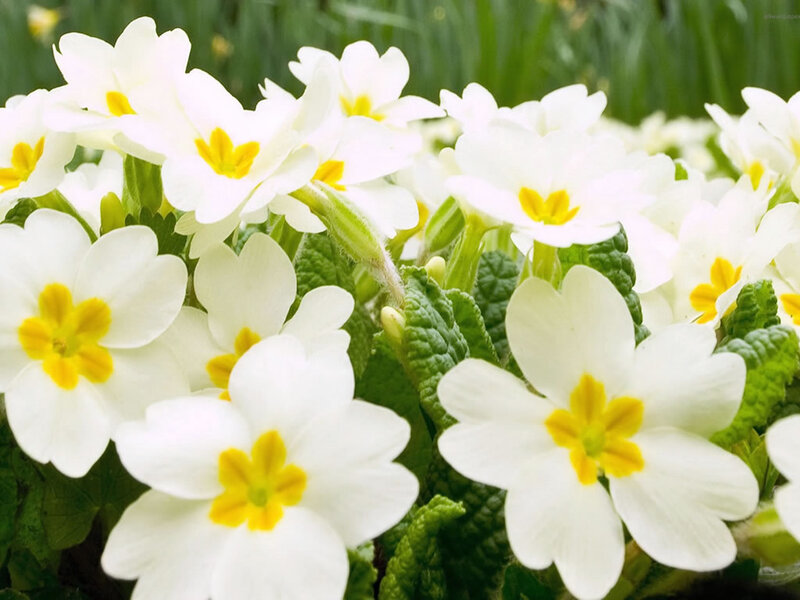 White Primrose Flowers — Serene, Spring, Photograph, Green Leaves, Yellow Centers, Green, Yellow, Allwallpaper