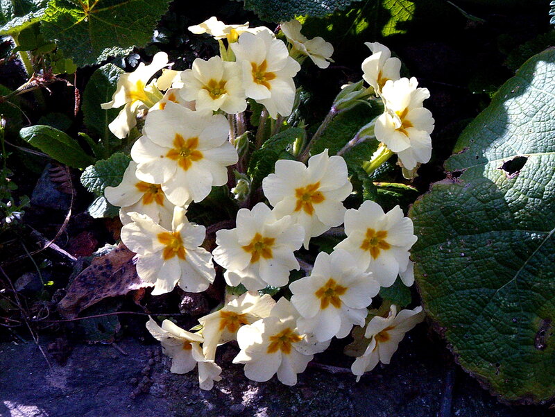 White Primrose Flowers — Serene, Spring, Photograph