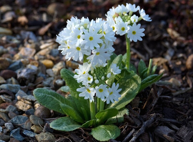 White Primrose Flowers — Serene, Spring
