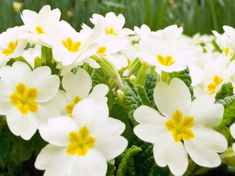 White Primrose Flowers — Serene