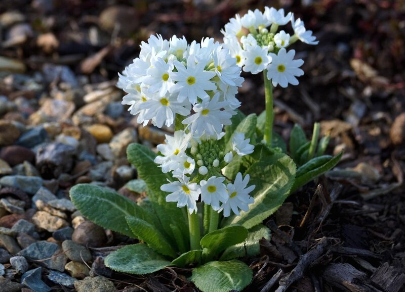 white primrose flowers