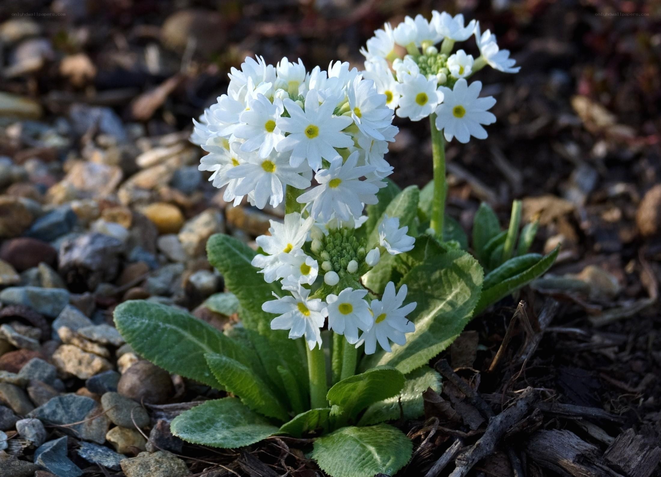 white primrose flowers