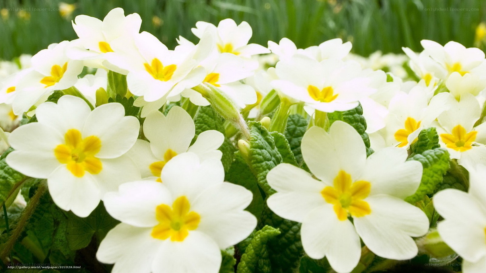 White primroses in bloom
