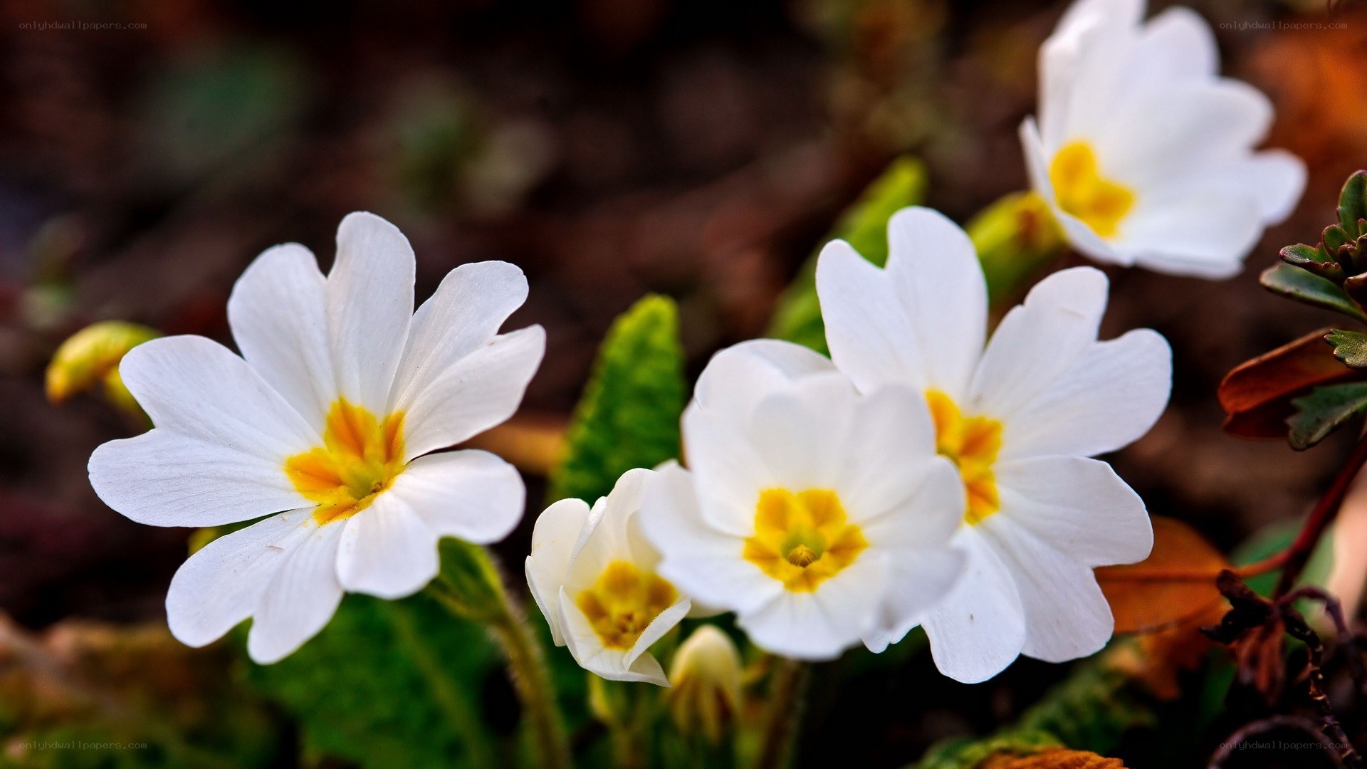 white primroses in bloom