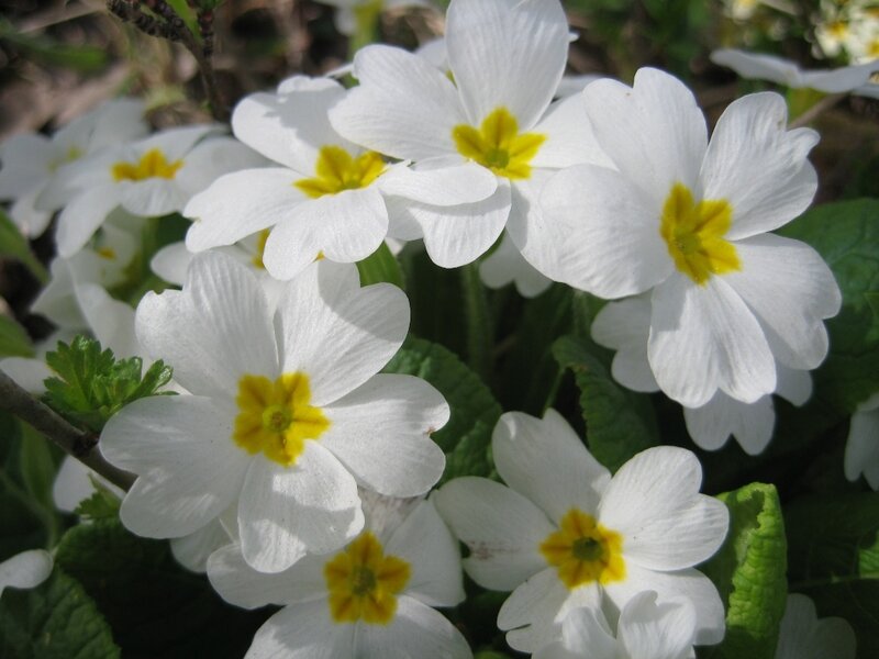 white primroses in bloom