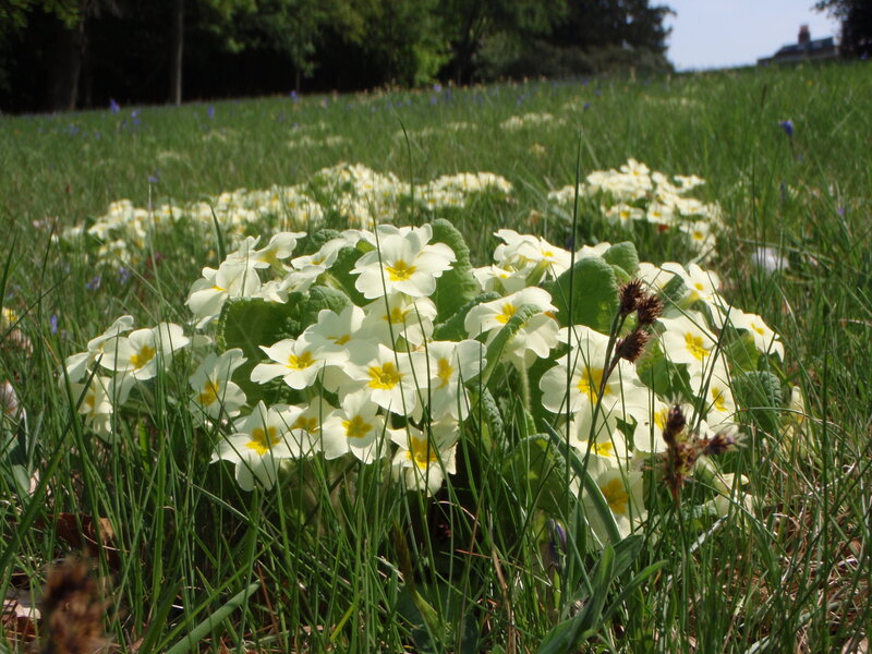 White Primroses in Grass