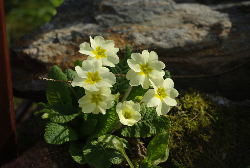 White primroses in sunlight