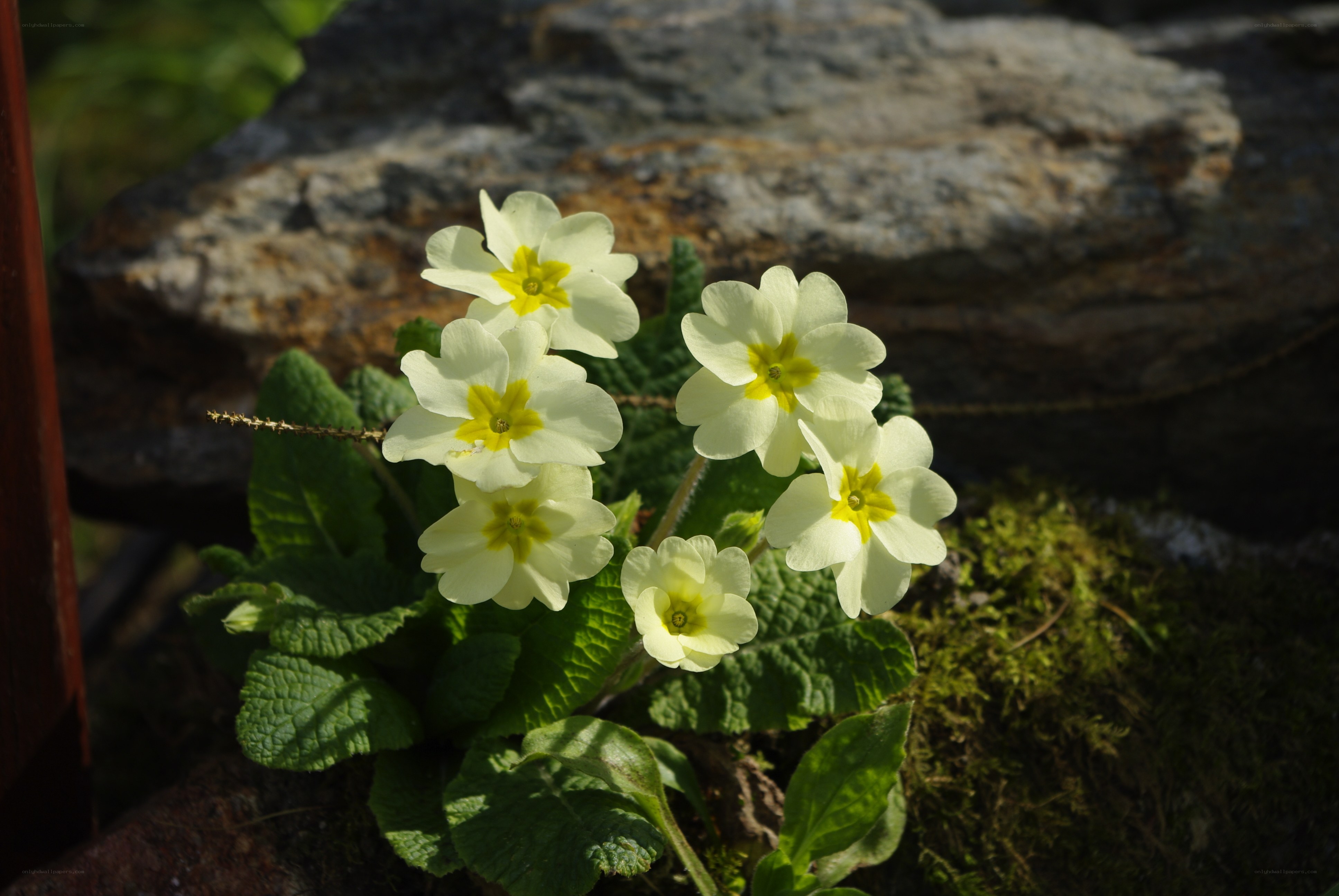 White primroses in sunlight