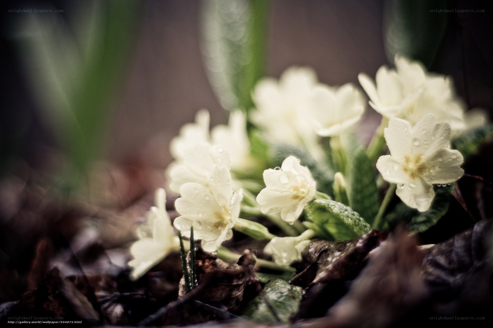 White primroses in the forest