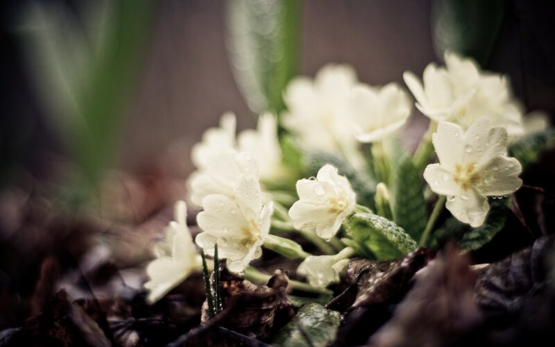 White primroses with dewdrops