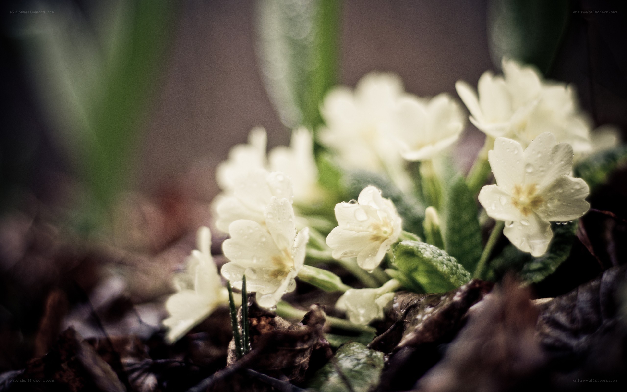 White primroses with dewdrops