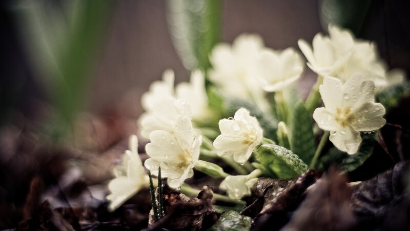 White primroses with dewdrops