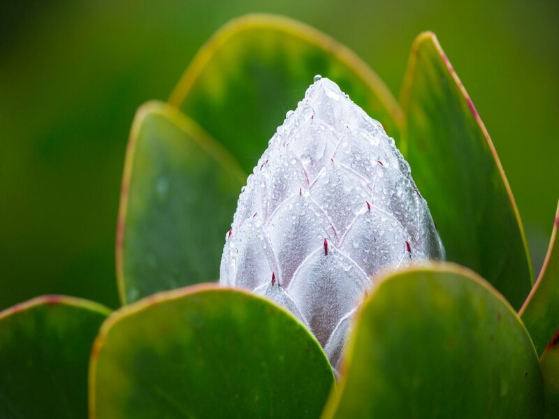 White Protea Flower Bud