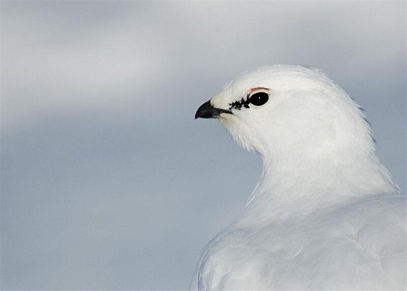 White Ptarmigan Bird
