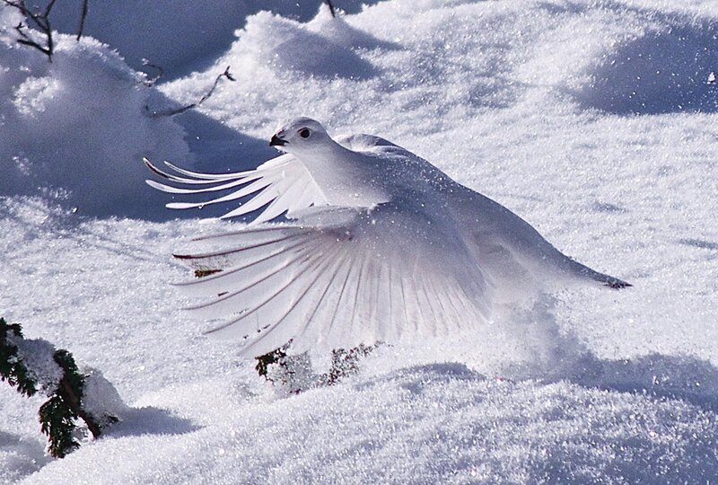 White Ptarmigan in Snow — Dynamic