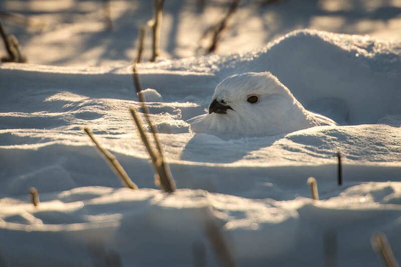 White Ptarmigan in Snow — Serene