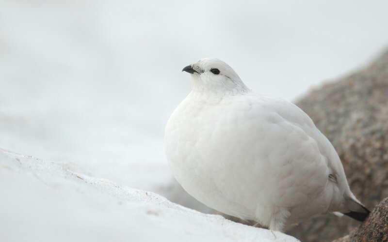 white ptarmigan in snow