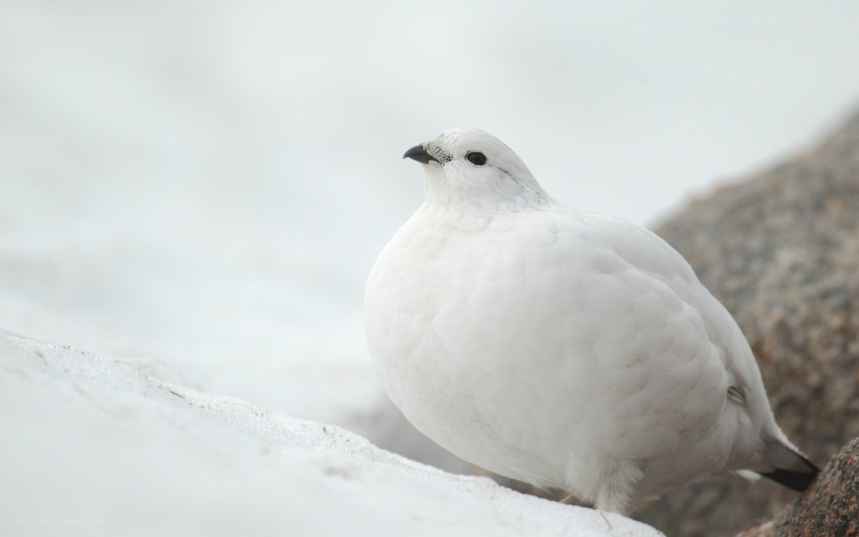 white ptarmigan in snow