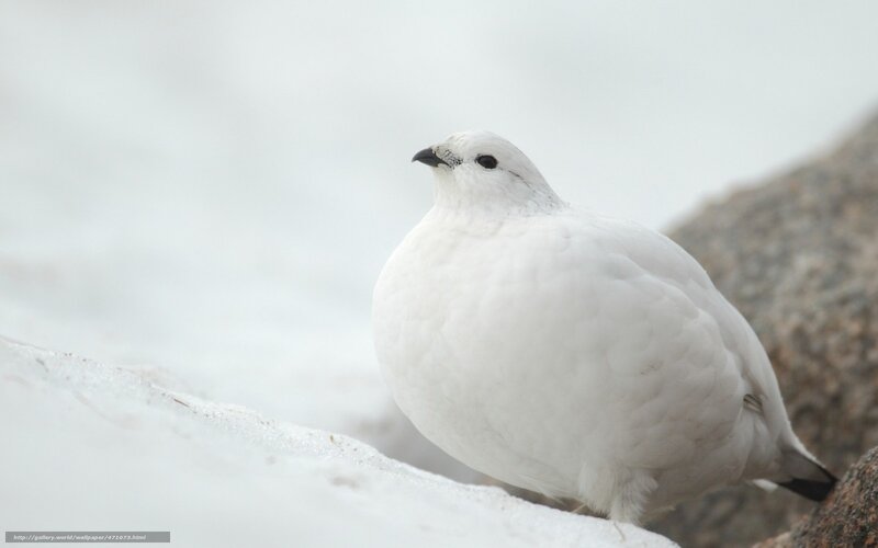 white ptarmigan on snowy rock