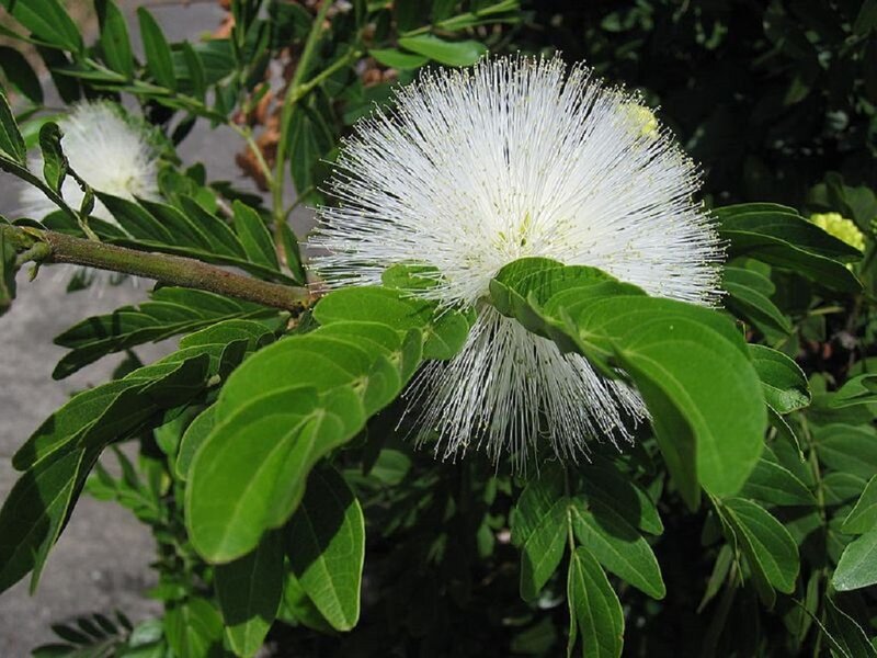 White Puffball Flower — Calm