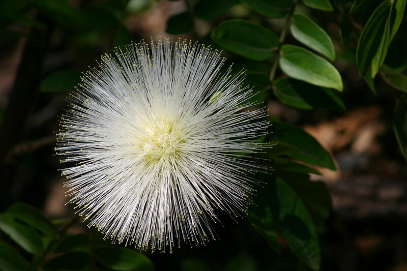 White Puffball Flower