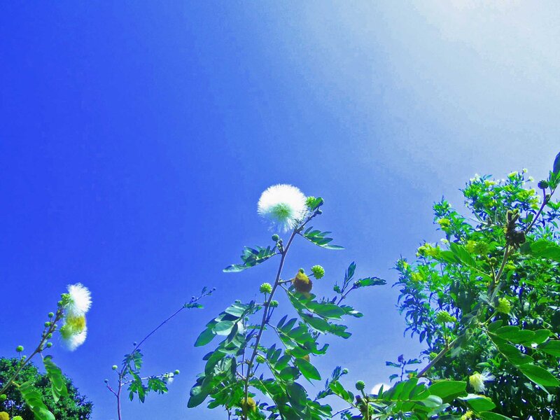 White Puffball Flowers — Blue