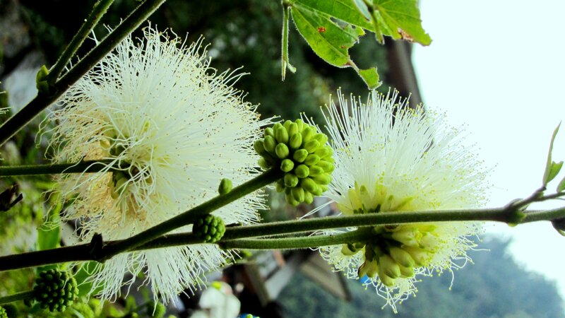 White Puffball Flowers