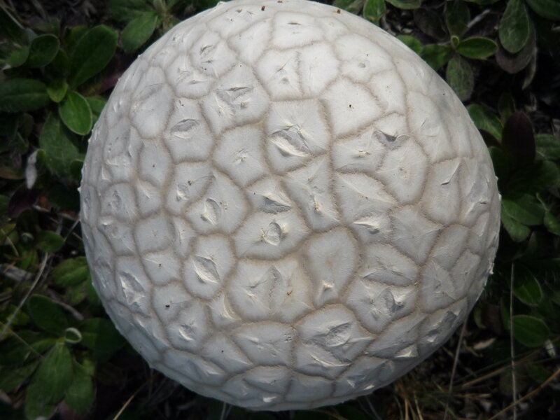 White Puffball Mushroom — Natural