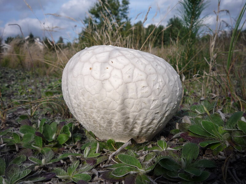 White Puffball Mushroom