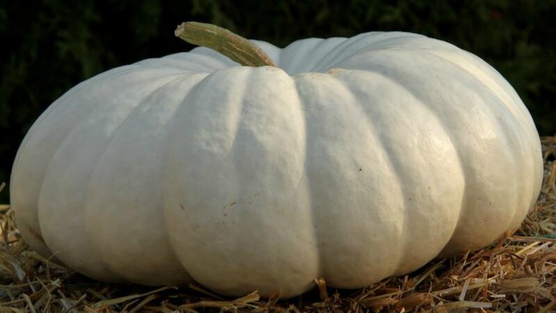 White Pumpkin on Hay