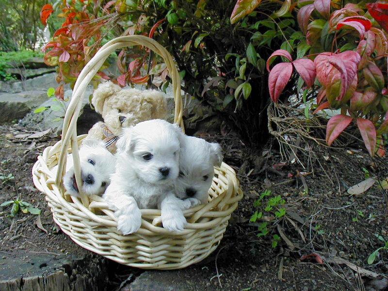 White Puppies in Basket — Peaceful