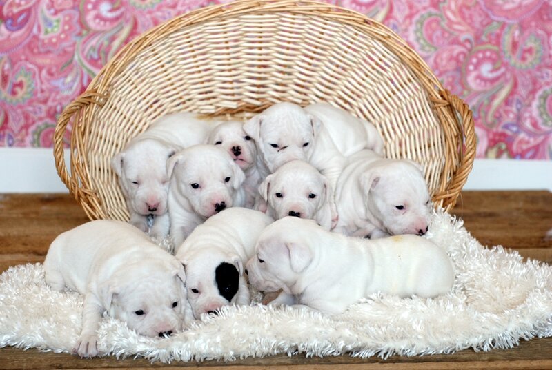 White Puppies in Basket