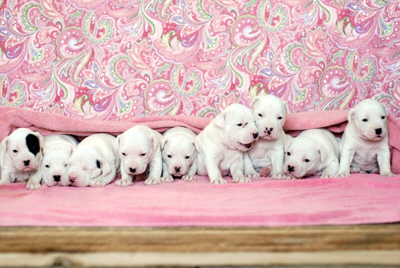 White Puppies in Blanket
