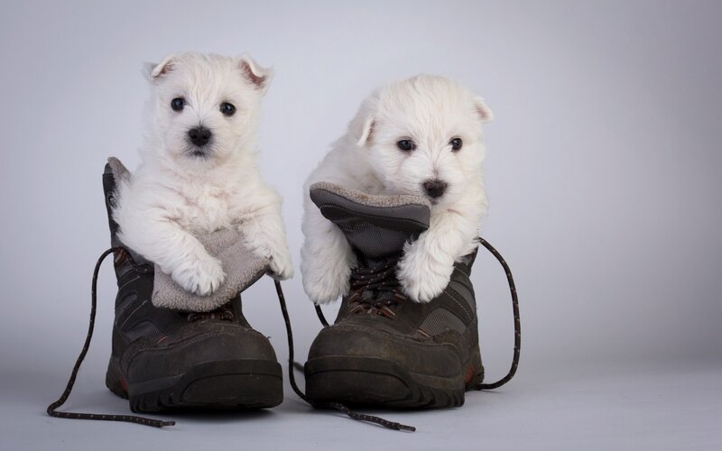 White Puppies in Boots