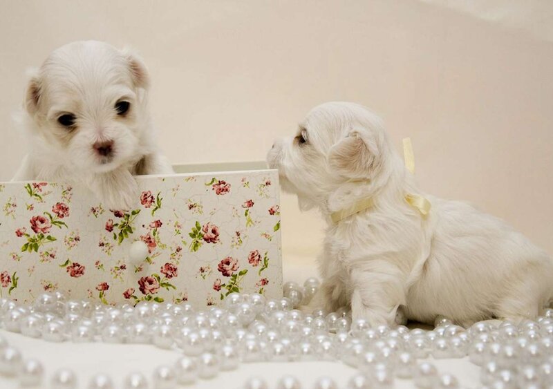 White Puppies in Box — Calm