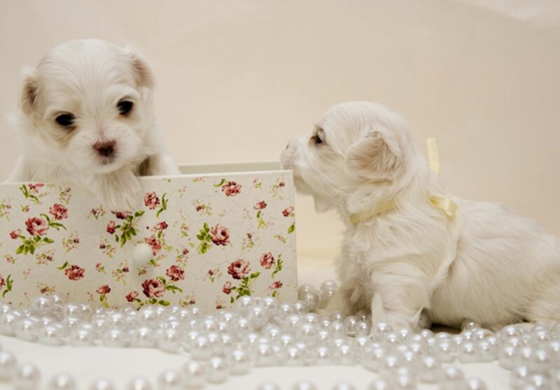 White Puppies in Box