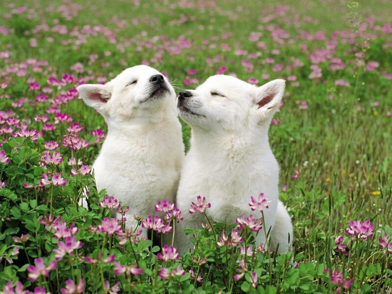 White Puppies in Flowers — Peaceful