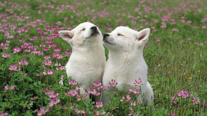 White Puppies in Flowers — Serene, Spring, Photograph