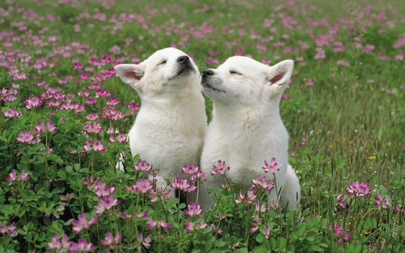 White Puppies in Flowers — Serene, Spring