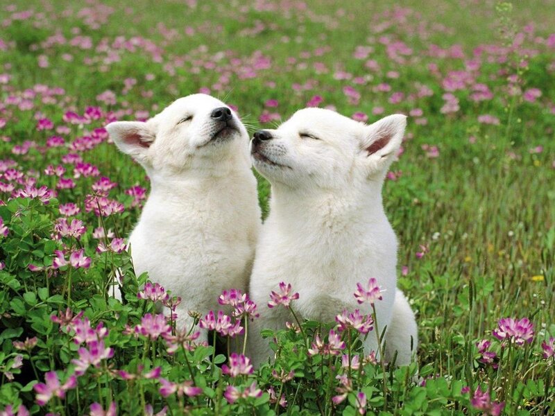 White Puppies in Flowers — Serene