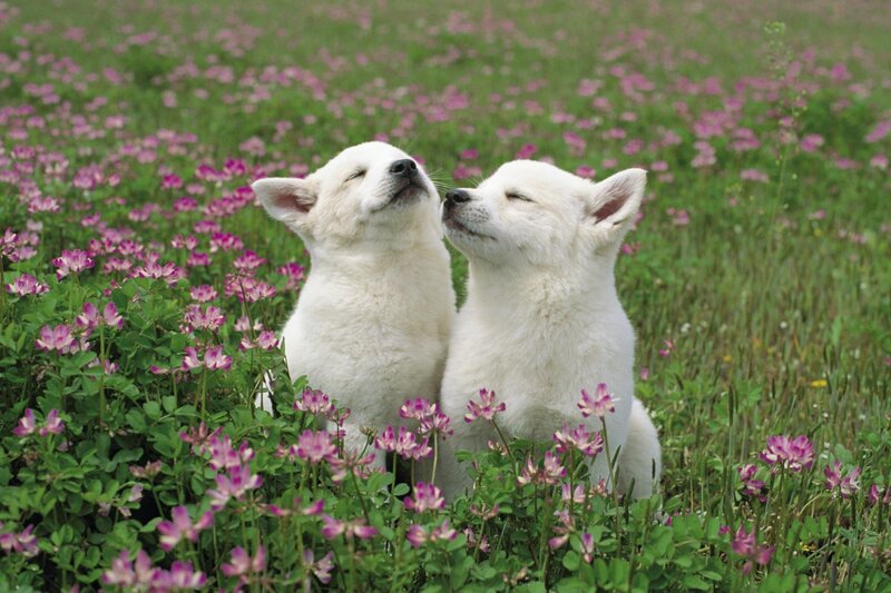 White Puppies in Flowers