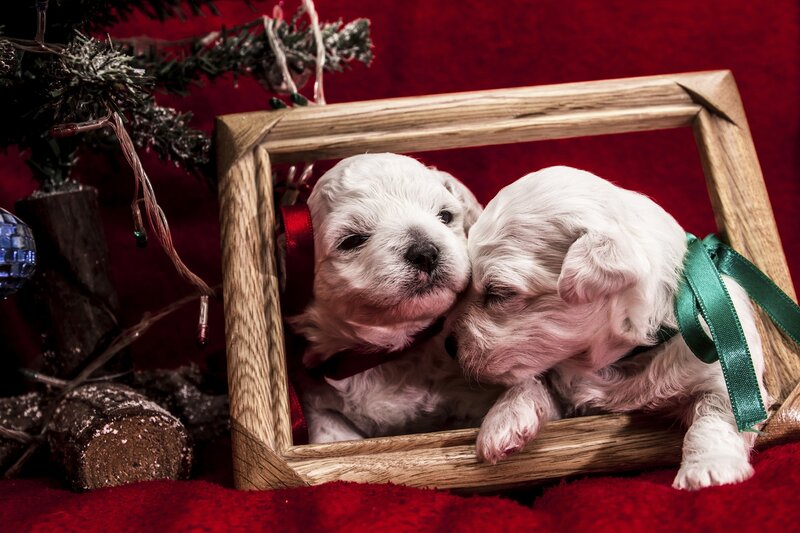 White Puppies in Frame