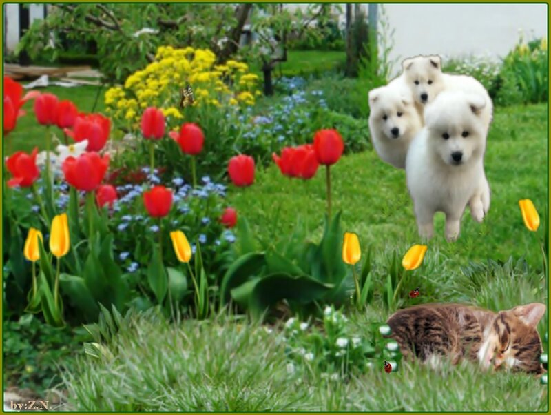White Puppies in Garden