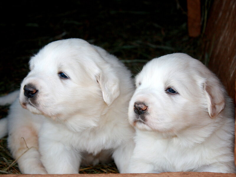 White Puppies in Hay