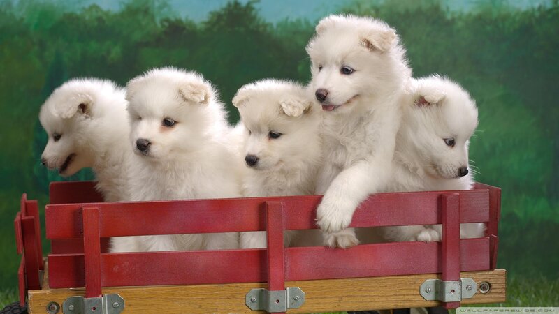 White Puppies in Wagon — Calm