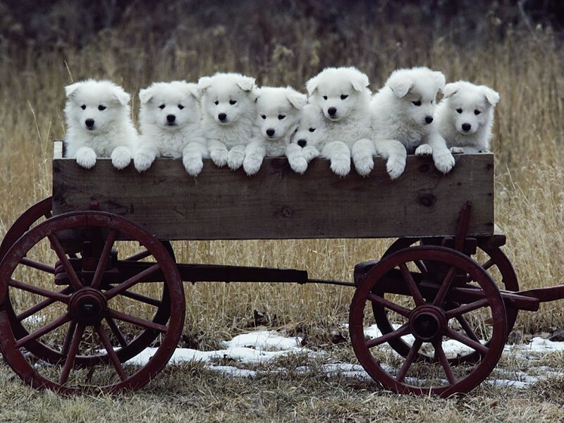 White Puppies in Wagon