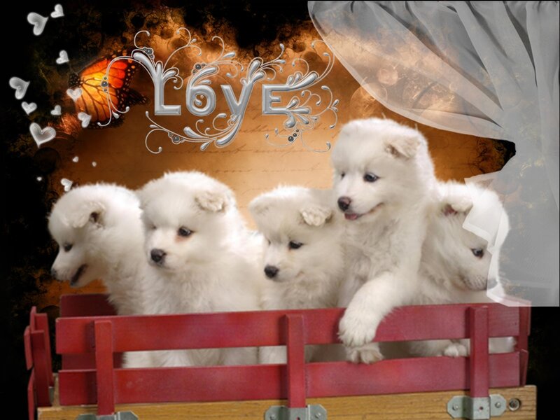 White Puppies in Wagon — Whimsical