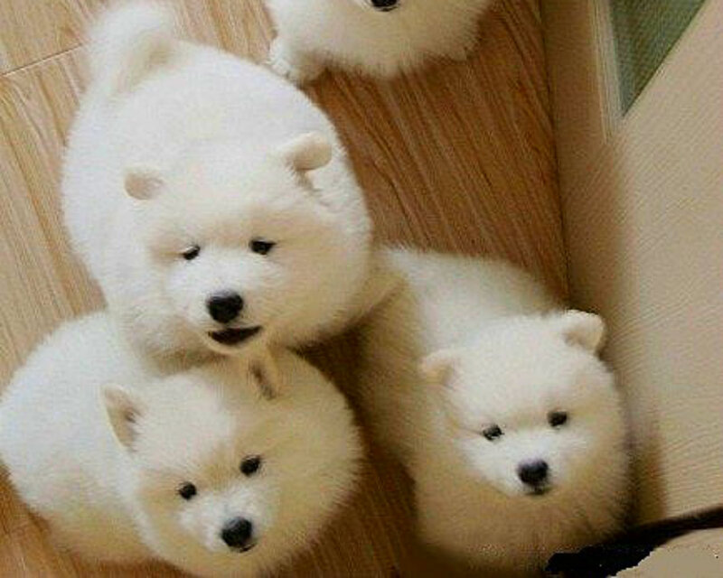 White Puppies on Floor
